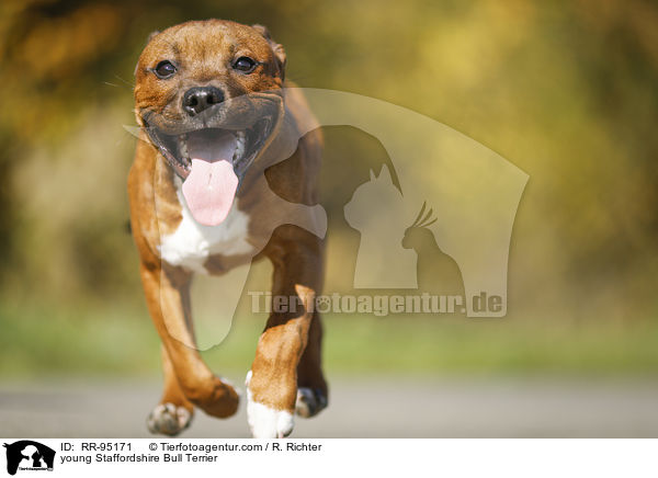young Staffordshire Bull Terrier / RR-95171