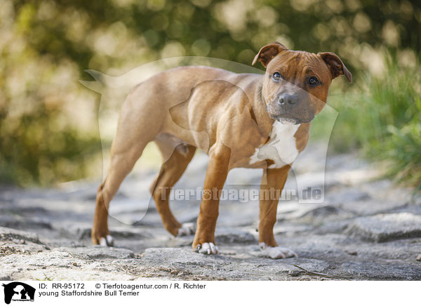 young Staffordshire Bull Terrier / RR-95172