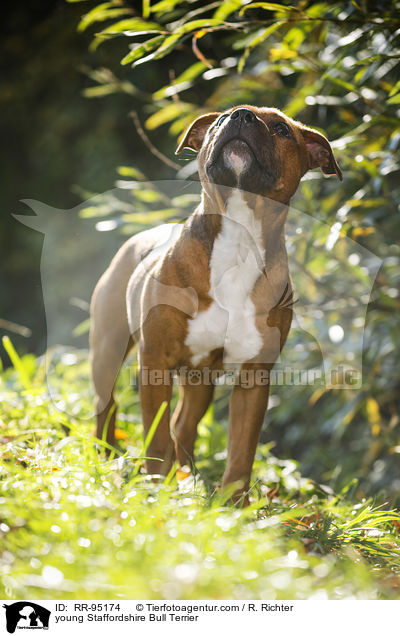 young Staffordshire Bull Terrier / RR-95174