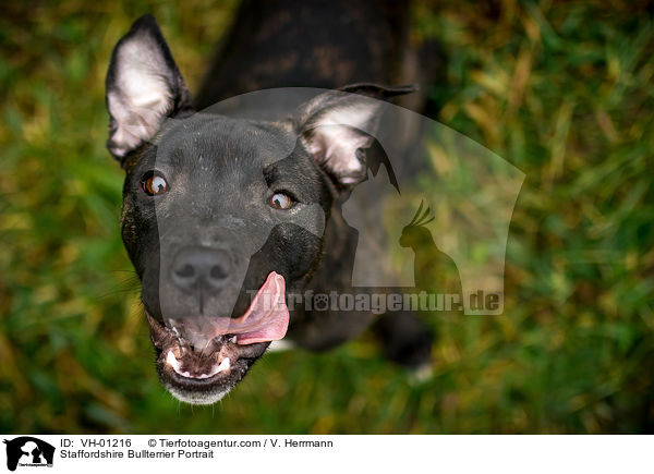 Staffordshire Bullterrier Portrait / VH-01216