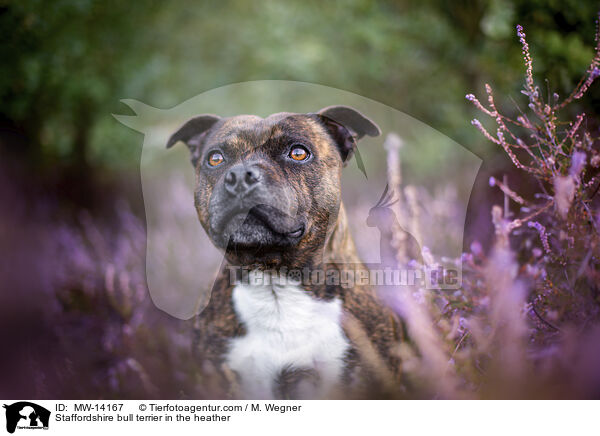 Staffordshire bull terrier in the heather / MW-14167