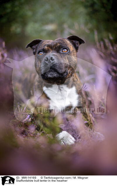 Staffordshire bull terrier in the heather / MW-14169