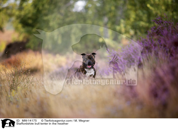 Staffordshire bull terrier in the heather / MW-14175