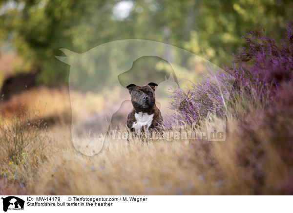 Staffordshire bull terrier in the heather / MW-14179