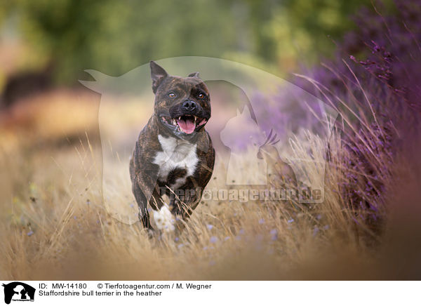 Staffordshire bull terrier in the heather / MW-14180