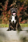sitting Staffordshire Bull Terrier