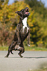 jumping Staffordshire Bull Terrier