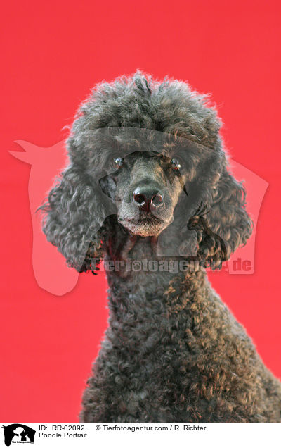 Poodle Portrait / RR-02092