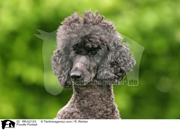 Poodle Portrait / RR-02103