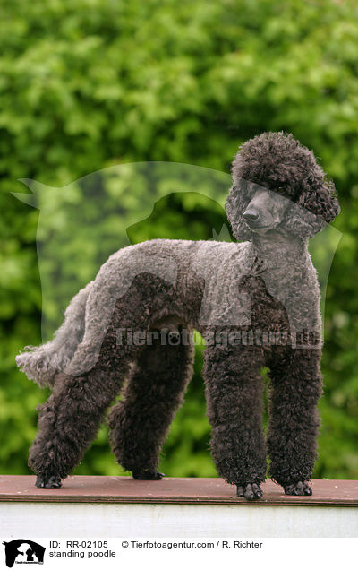 standing poodle / RR-02105