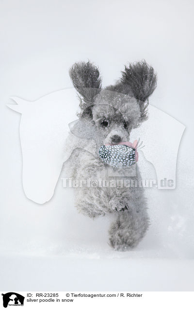silver poodle in snow / RR-23285