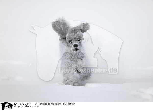 silver poodle in snow / RR-23317