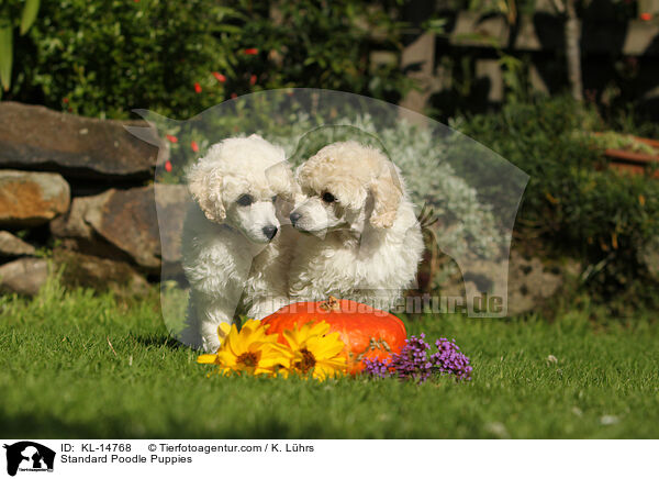 Kleinpudel Welpen / Standard Poodle Puppies / KL-14768