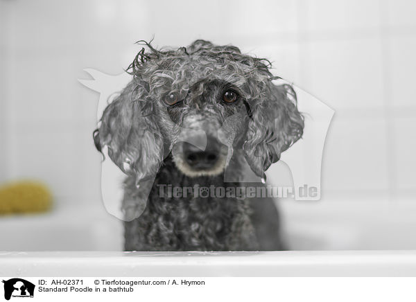 Standard Poodle in a bathtub / AH-02371