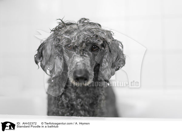 Standard Poodle in a bathtub / AH-02372