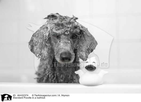 Standard Poodle in a bathtub / AH-02374