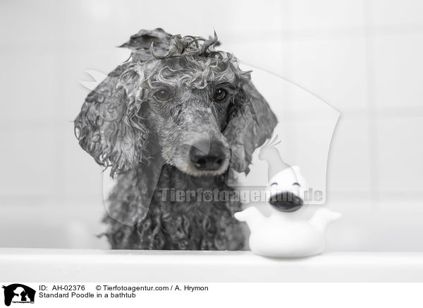 Standard Poodle in a bathtub / AH-02376
