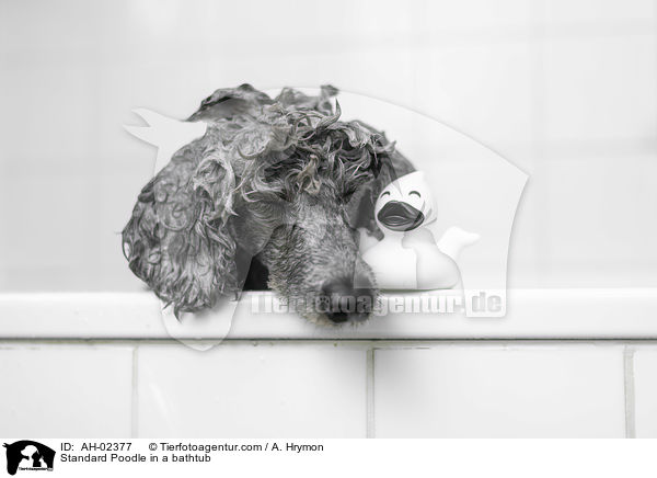 Standard Poodle in a bathtub / AH-02377