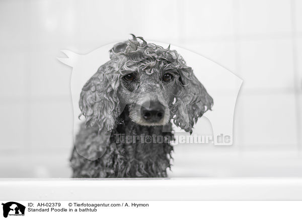 Standard Poodle in a bathtub / AH-02379