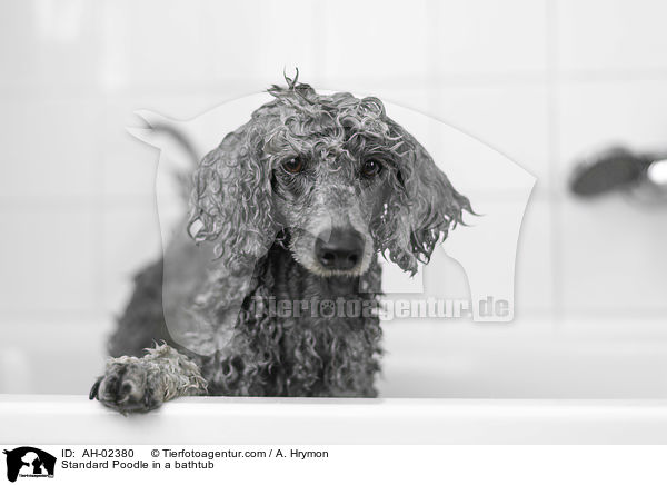 Standard Poodle in a bathtub / AH-02380