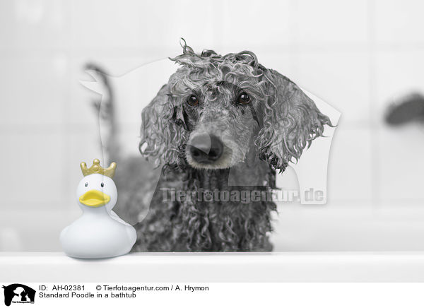 Standard Poodle in a bathtub / AH-02381