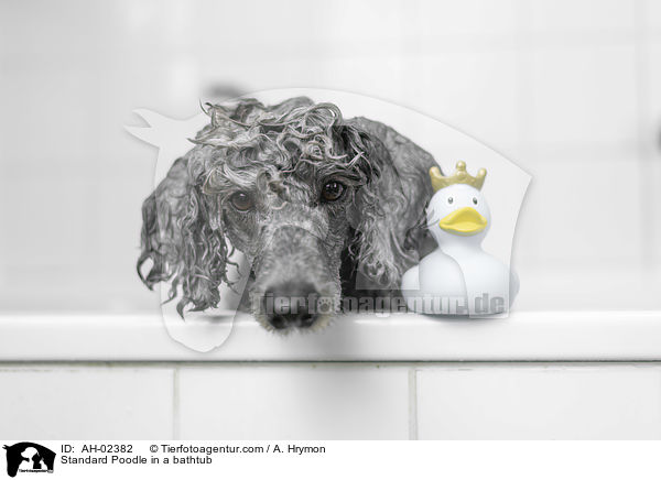 Standard Poodle in a bathtub / AH-02382