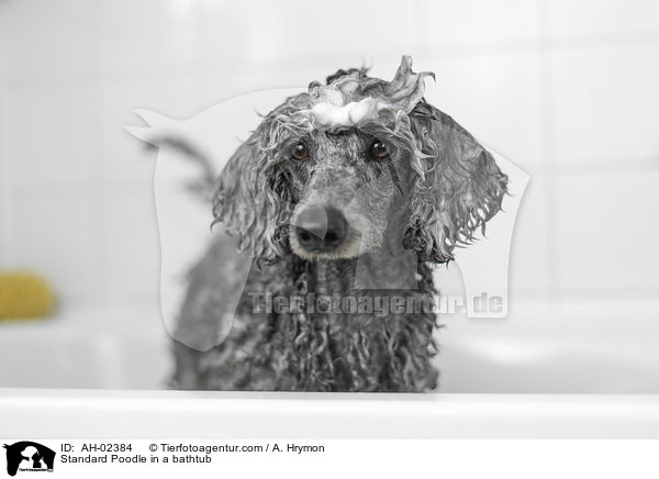 Standard Poodle in a bathtub / AH-02384