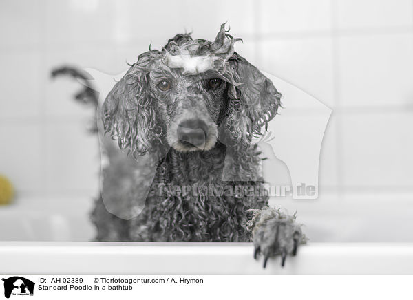 Standard Poodle in a bathtub / AH-02389
