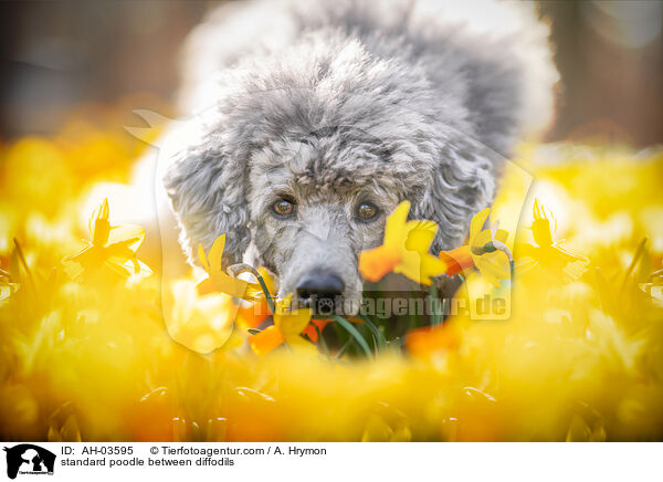 standard poodle between diffodils / AH-03595
