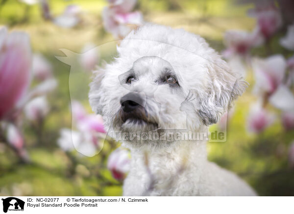 Royal Standard Poodle Portrait / NC-02077