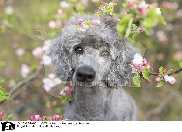 Royal Standard Poodle Portrait / AH-04062