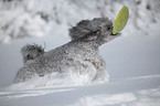 silver poodle in snow