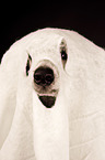 Standard Poodle in costume
