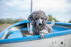 standard poodle in boat