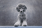male Royal Standard Poodle