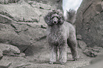 male Royal Standard Poodle