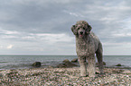 male Royal Standard Poodle