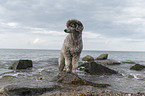 male Royal Standard Poodle