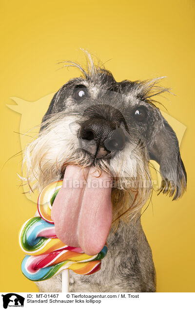 Standard Schnauzer licks lollipop / MT-01467