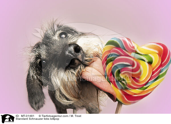 Standard Schnauzer licks lollipop / MT-01481