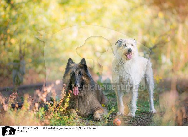 2 dogs / BS-07543