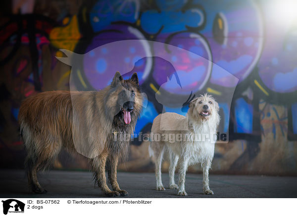 2 dogs / BS-07562