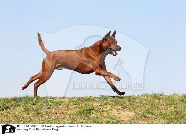 running Thai Ridgeback Dog / JH-15007