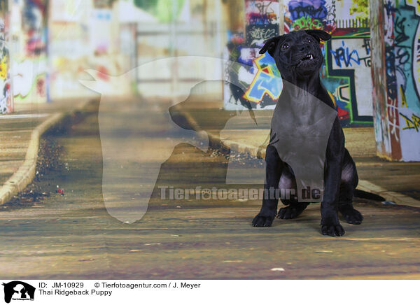 Thai Ridgeback Puppy / JM-10929