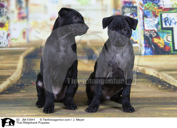 Thai Ridgeback Puppies / JM-10941