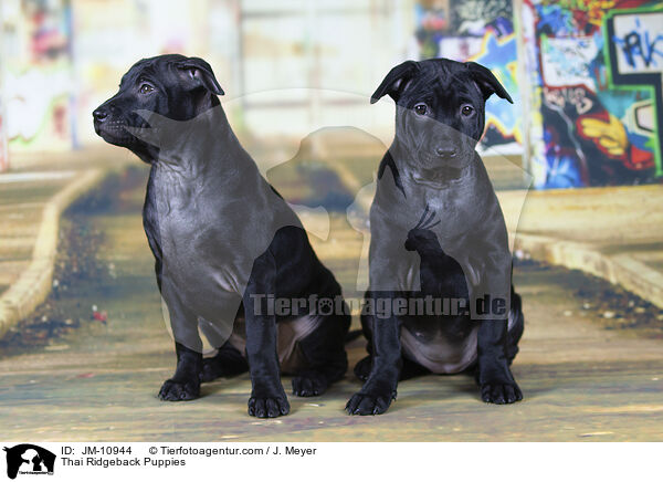 Thai Ridgeback Puppies / JM-10944