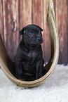 Thai Ridgeback Puppy