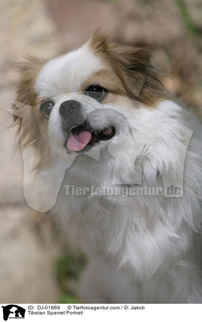 Tibetan Spaniel Portrait / DJ-01869