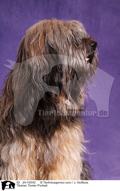 Tibetan Terrier Portrait / JH-10042