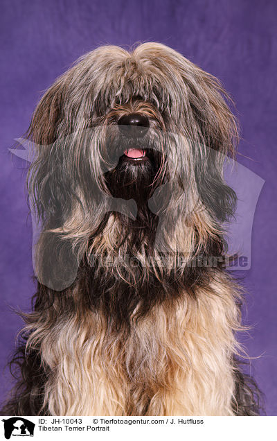 Tibetan Terrier Portrait / JH-10043